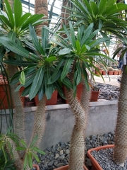Pachypodium lamerei