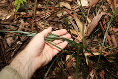 Cyperus tetraphyllus