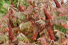 Rhus
