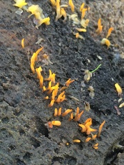 Calocera cornea