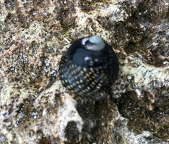 Chlorodiloma odontis