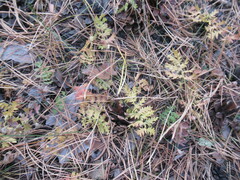 Artemisia tanacetifolia