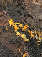 Calocera cornea