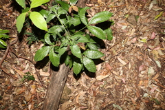 Melicope micrococca