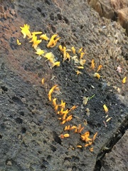Calocera cornea