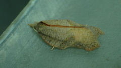Acleris emargana