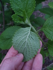 Stachytarpheta mutabilis