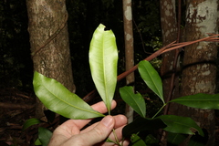 Anthocarapa nitidula