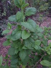 Stachytarpheta mutabilis