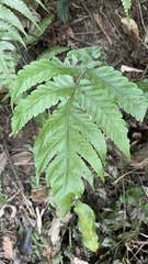 Tectaria fuscipes