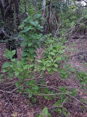 Stachytarpheta mutabilis