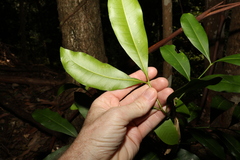 Anthocarapa nitidula