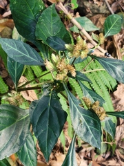 Lepidagathis formosensis