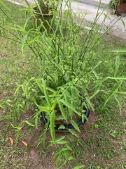Clinacanthus nutans
