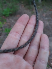 Stachytarpheta mutabilis