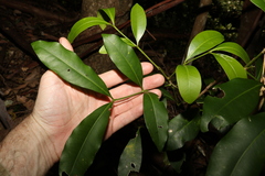 Anthocarapa nitidula