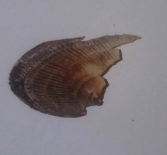 Barbatia barbata