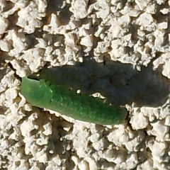 Tenthredinoidea