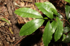 Litsea reticulata