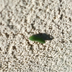 Tenthredinoidea