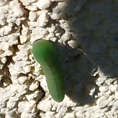 Tenthredinoidea