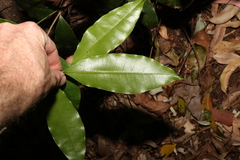 Litsea reticulata