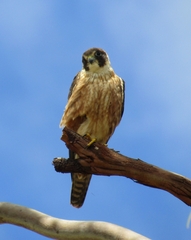 Falco longipennis