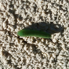 Tenthredinoidea