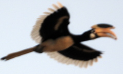 Anthracoceros coronatus