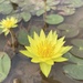 Nymphaea sulphurea - Photo (c) Robert Taylor, some rights reserved (CC BY), uploaded by Robert Taylor