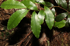 Litsea reticulata