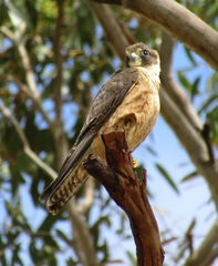 Falco longipennis