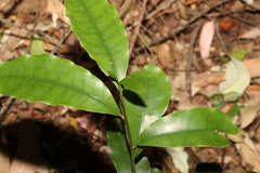 Litsea reticulata