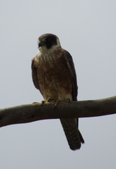 Falco longipennis
