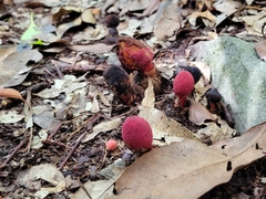 Balanophora laxiflora