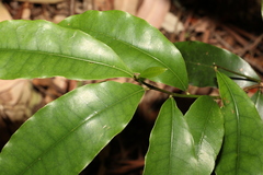 Litsea reticulata