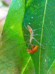 Zelus renardii