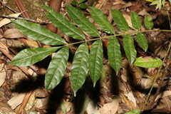 Dysoxylum rufum