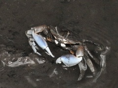 Macrophthalmus