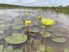 Nymphaea sulphurea