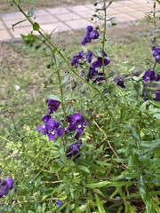 Angelonia