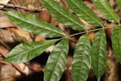 Dysoxylum rufum