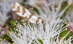 Palimmeces variegata
