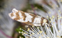 Palimmeces variegata