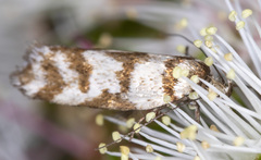 Palimmeces variegata