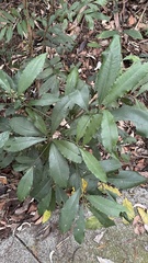 Ardisia cornudentata