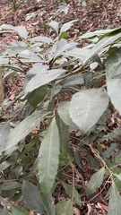 Ardisia cornudentata