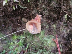 Calostoma