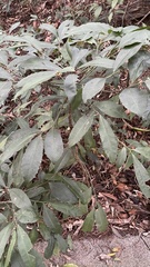 Ardisia cornudentata