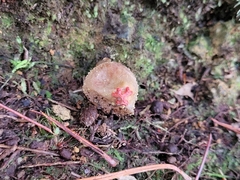 Calostoma